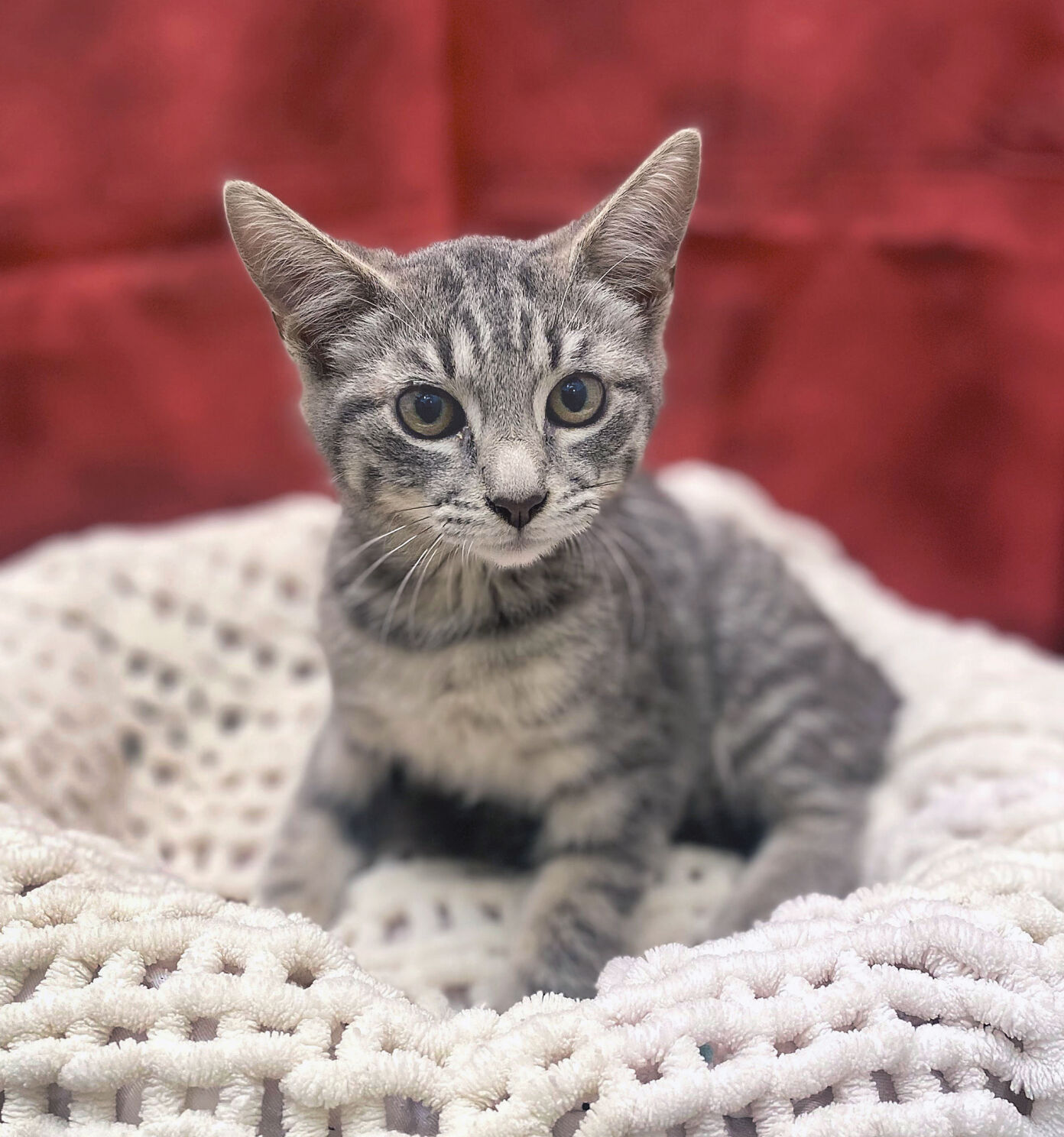 Wrangell at the Tracy Animal Shelter